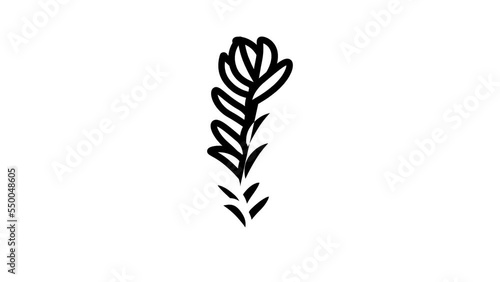 rotala rotundifolia seaweed line icon animation photo