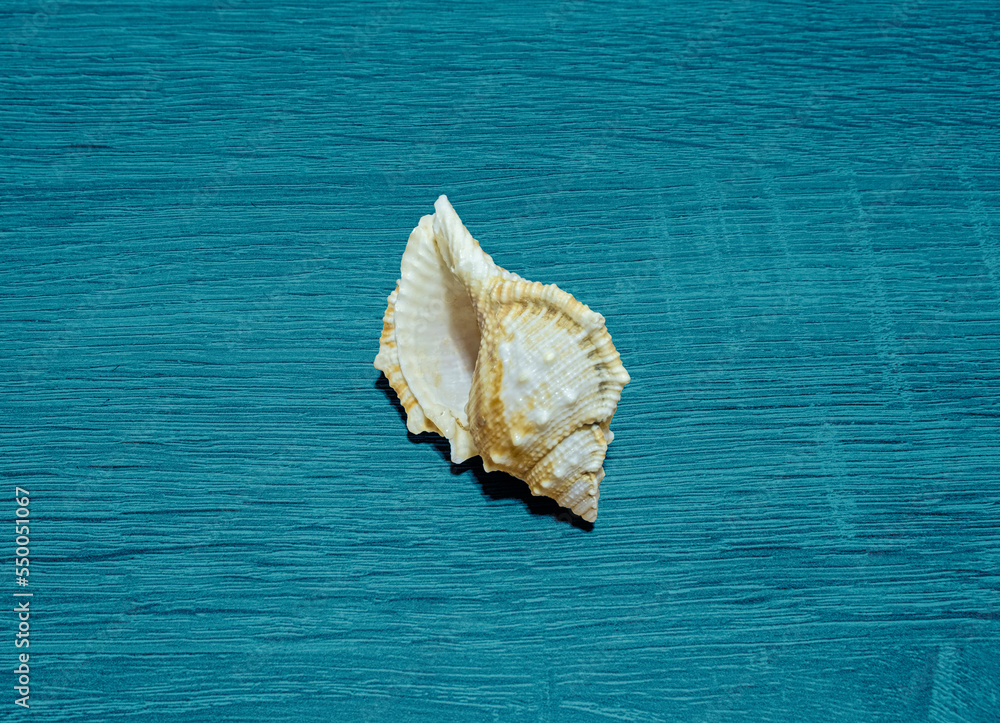 The sea shell on turquoise wooden board. The sea shell on turquoise wooden board.