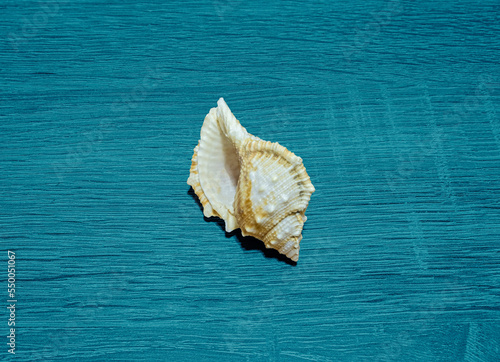 The sea shell on turquoise wooden board.