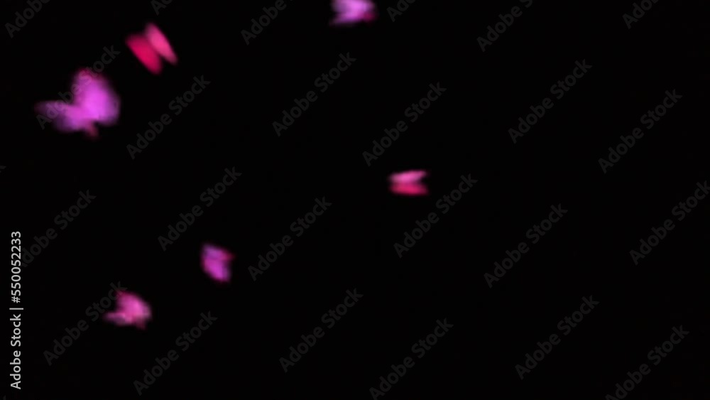 animation or motion graphics of a pink butterfly on a black background
animation or motion graphics of a pink butterfly on a black background