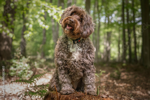 Brown Cockapoo sitting on a stump with a head tilt right