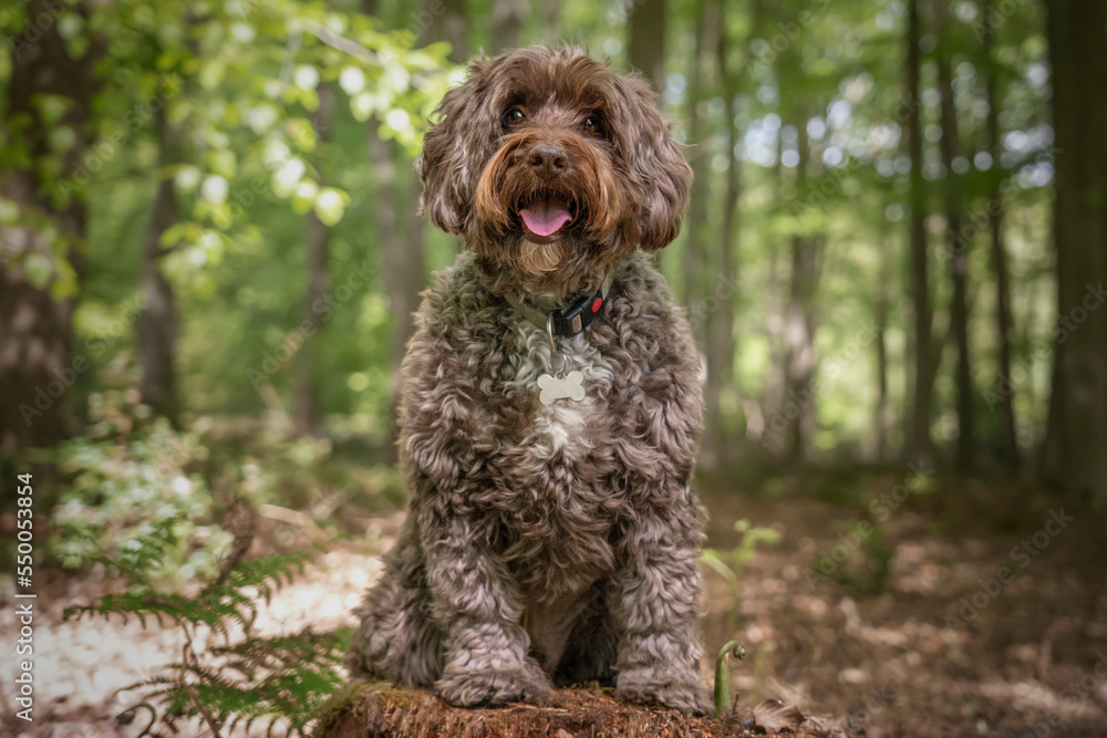 Brown Cockapoo sitting on a stump Brown Cockapoo sitting on a stump