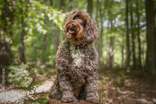 Photography Brown Cockapoo sitting on a stump with a head tilt right