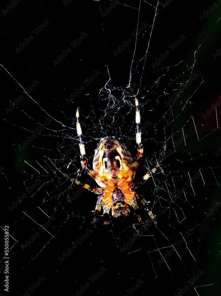 Euroopean Garden Spider on its web Euroopean Garden Spider on its web