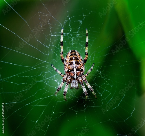Euroopean Garden Spider  on its web © drewrawcliffe