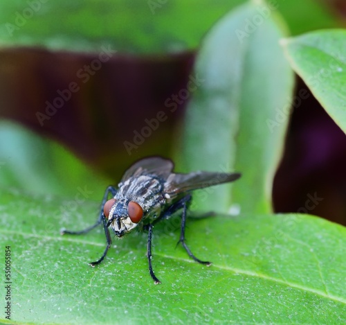 Sunshine on Lucilia sericata photo