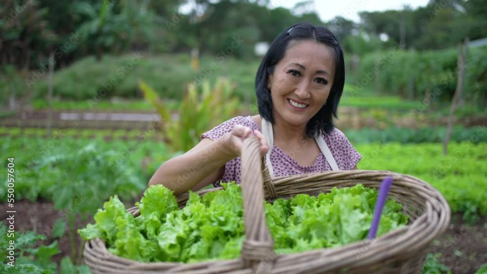 Organic farmer showing green salad to camera. Asian American woman holding leafy lettuces inside basket Organic farmer showing green salad to camera. Asian American woman holding leafy lettuces inside basket