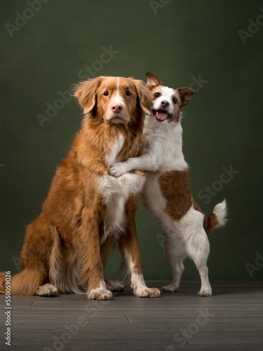 Portrait of dogs on a green background, studio shot © Daria