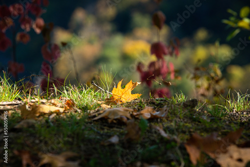 Fototapeta Naklejka Na Ścianę i Meble -  The fallen leaves of yellows and reds