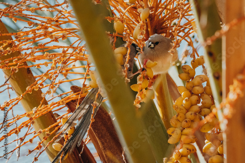 Weißrücken-Mausvogel (Colius colius) frißt Palmfrüchte (Klein-Aus-Vista, Namibia) photo