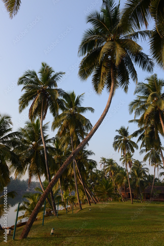 Coconut palm trees growing around a grassy patch at dusk time Coconut palm trees growing around a grassy patch at dusk time