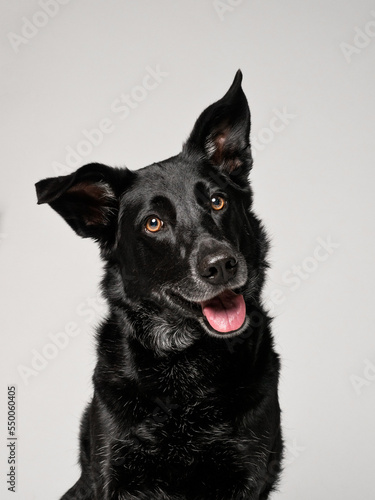 Portrait of a dog on a grey background, studio shot