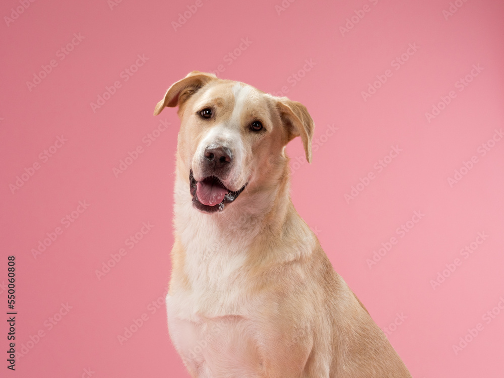 Portrait of a dog on a pink background, studio shot Portrait of a dog on a pink background, studio shot