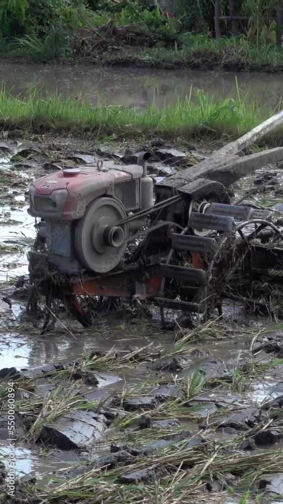 Vertical video of Man plowing a rice field with 2 wheels mud tractor Vertical video of Man plowing a rice field with 2 wheels mud tractor