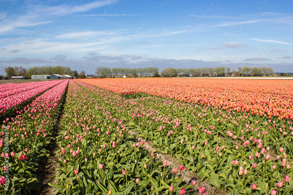 tulip field in the Netherlands - orange and pink tulips