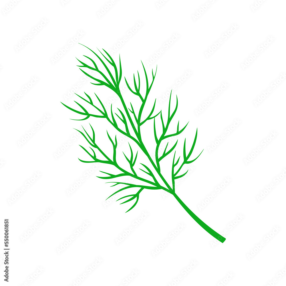 Dill isolated on white background. Fresh bunch dill. Dill weed twig for menu, packaging, cooking book, web, label design. vector illustration