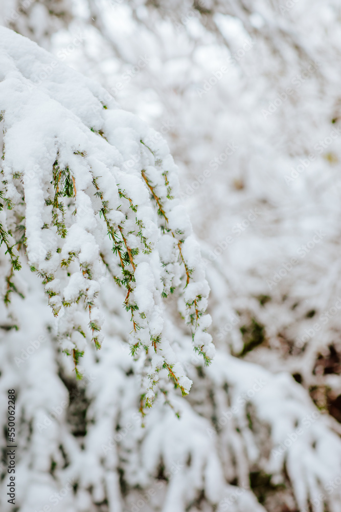 Snowed winter garden. Focus is at the branch. Blurred background. Winter banner