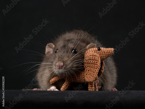 Принти на полотні Portrait of a rat with a little dog toy, dark background, studio shot