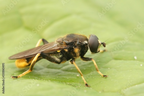 Closeup on a golden-tailed leafwalker hoverfly, Xylota sylvarum
