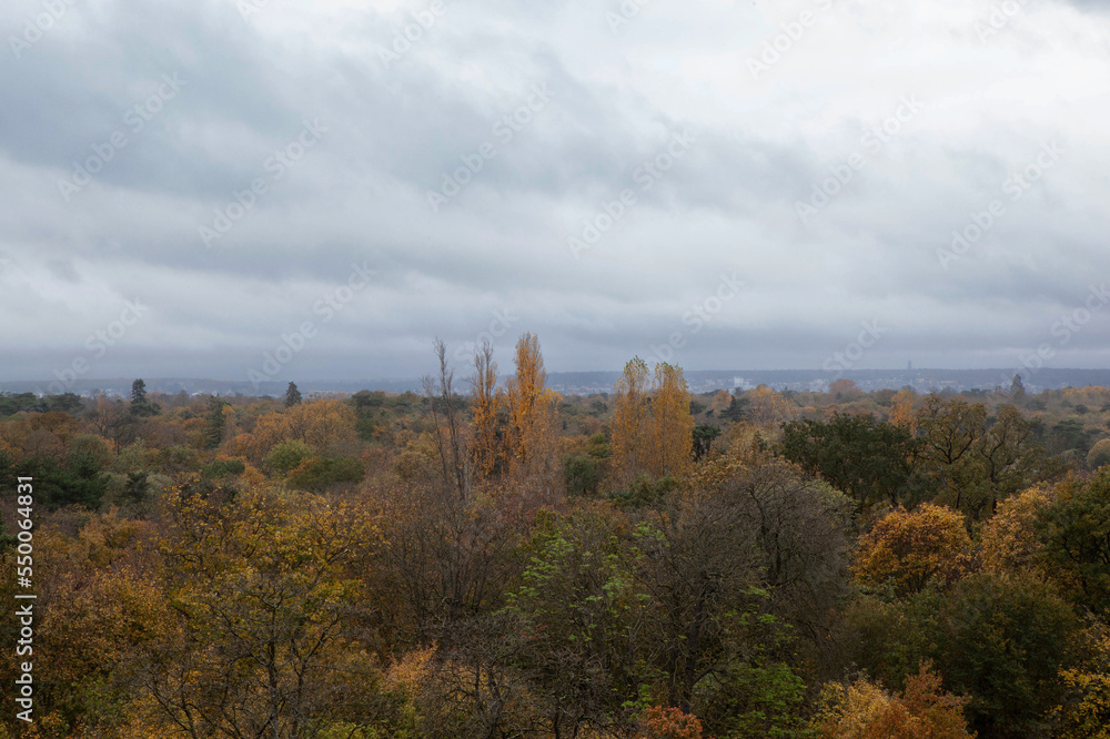 Parisian forest in autumn and cloudy sky