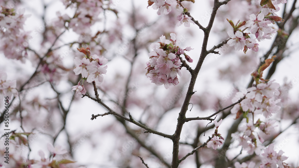 Closeup shot of sakura tree blossom