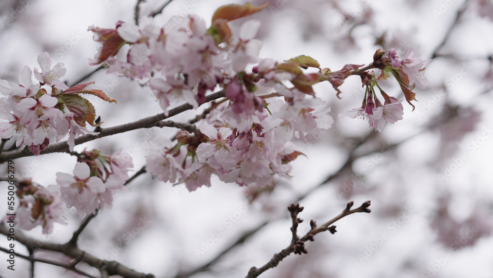 Closeup shot of sakura tree blossom Closeup shot of sakura tree blossom