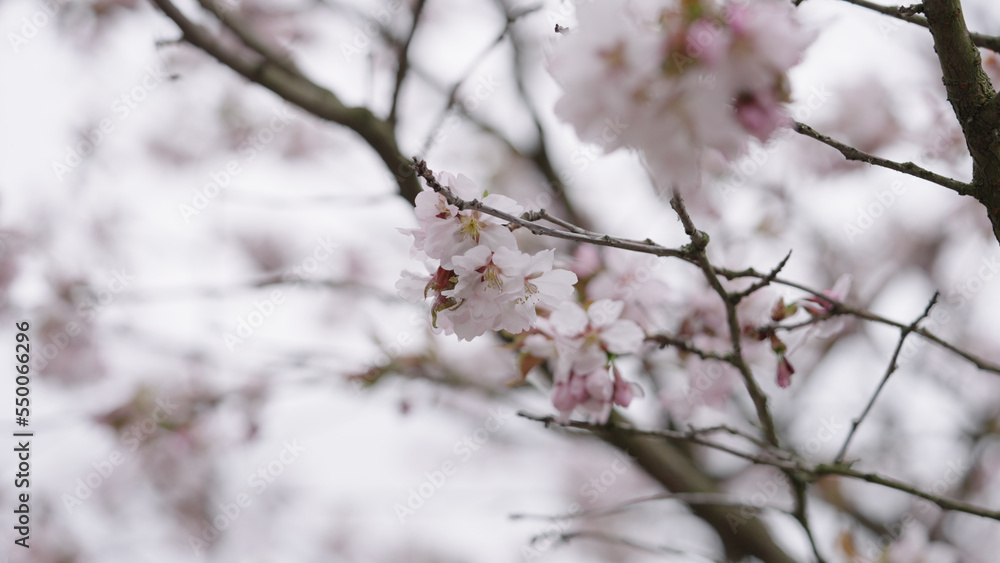 Closeup shot of sakura tree blossom