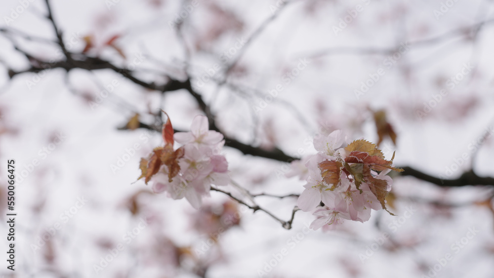 Closeup shot of sakura tree blossom Closeup shot of sakura tree blossom