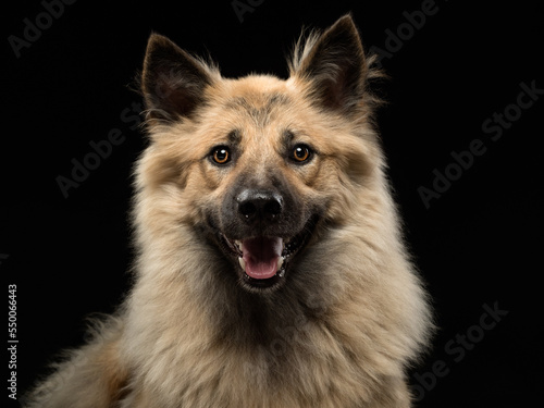 Portrait of a dog on a dark background, studio shot