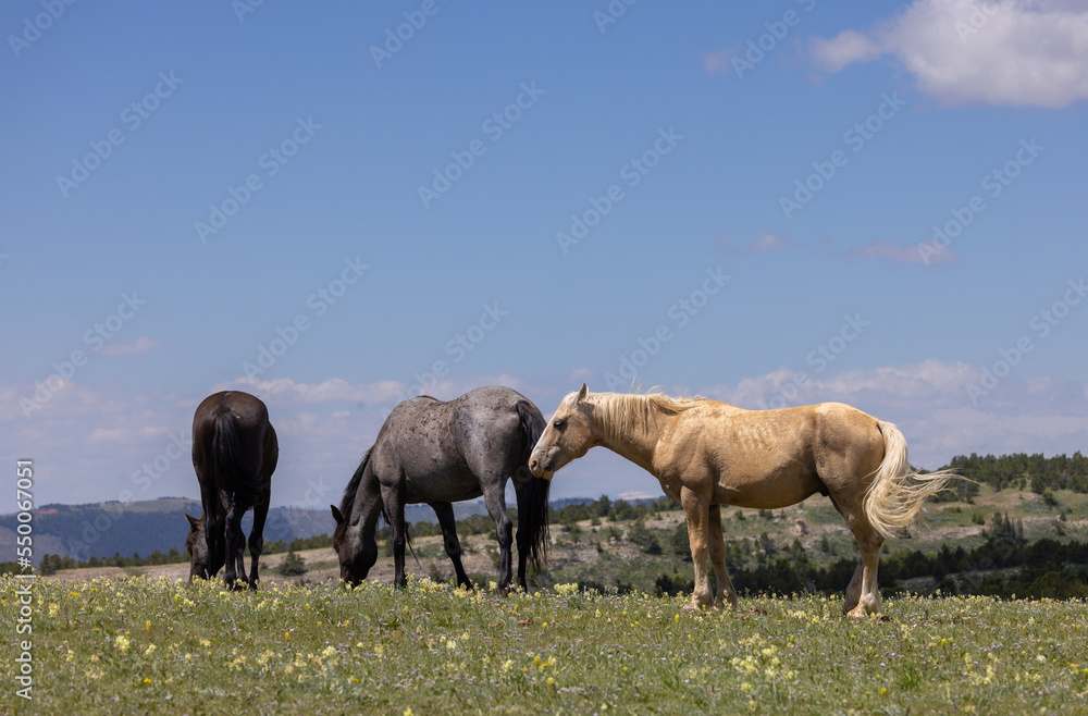 Wild Horses in the Pryor Mountains Montana in Summer Wild Horses in the Pryor Mountains Montana in Summer