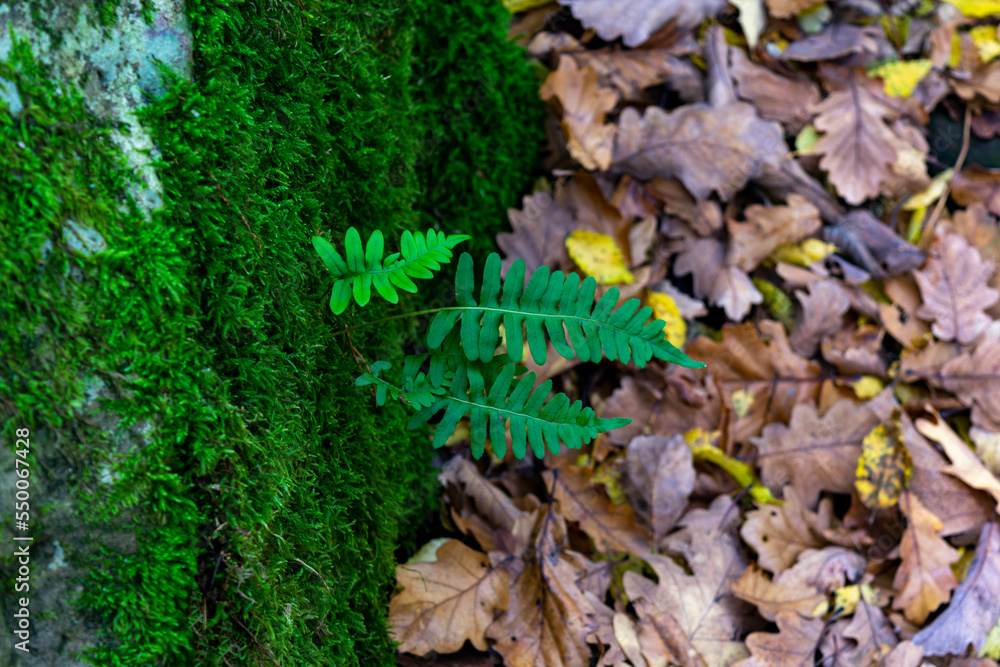 A green fern growing on a rock covered with moss.