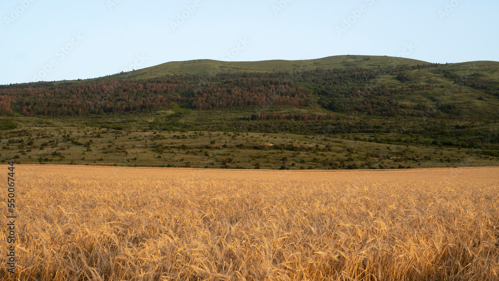 A field of ripe wheat against the background of green hills covered with forest.
