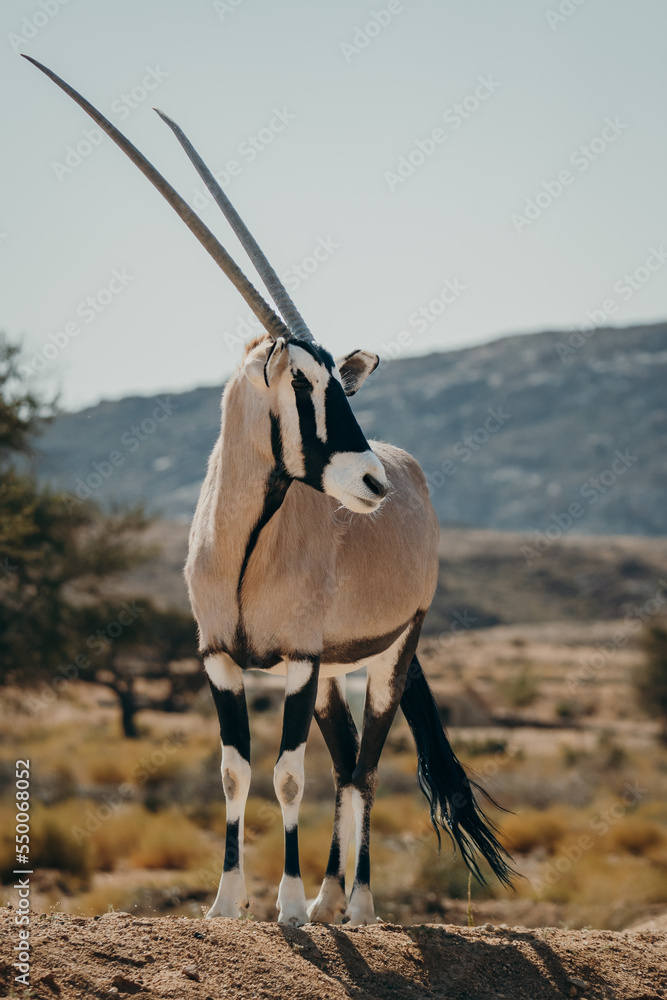 Frontal-Portrait eines stehenden Oryx in einem Gehege in der Nähe von Aus, Namibia Frontal-Portrait eines stehenden Oryx in einem Gehege in der Nähe von Aus, Namibia