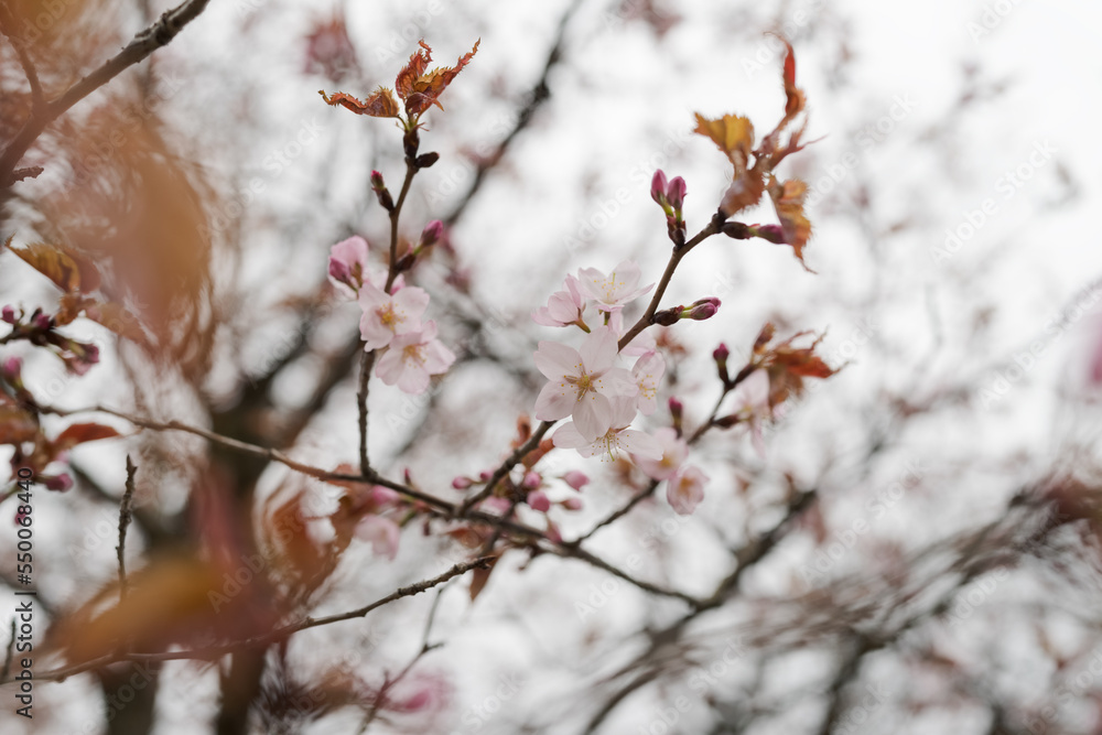 Closeup first cherry blossom flowers, sakura Closeup first cherry blossom flowers, sakura