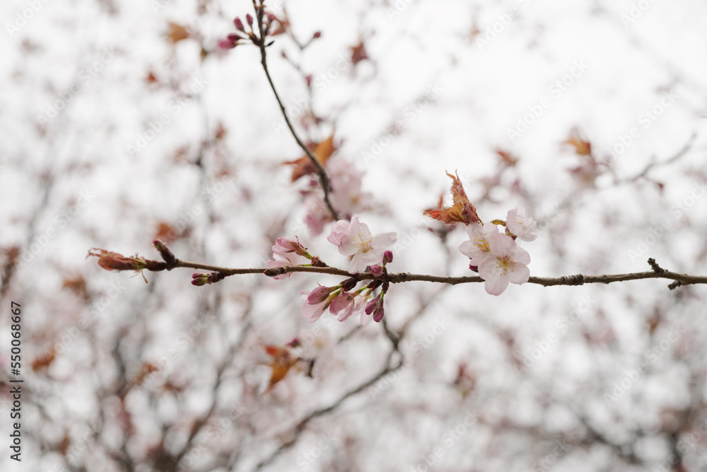 Closeup first cherry blossom flowers, sakura Closeup first cherry blossom flowers, sakura