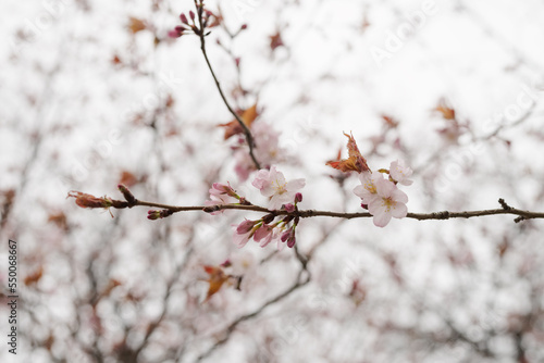 Closeup first cherry blossom flowers, sakura
