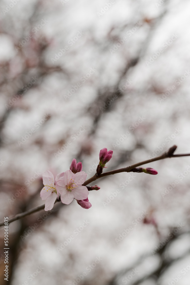 Closeup first cherry blossom flowers, sakura Closeup first cherry blossom flowers, sakura