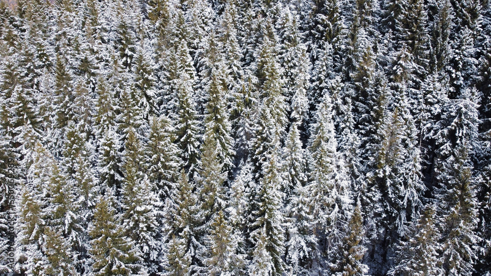 Obraz premium Aerial view of green coniferous forest covered with snow. Winter landscape with evergreen trees, view from above. Natural parkland background.