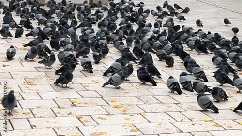 pigeons in the square in the early autumn morning