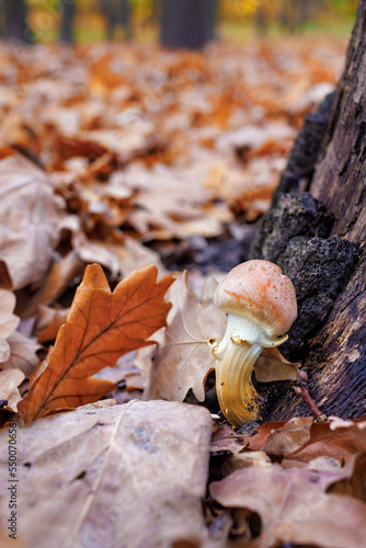 A young mushroom grows near a stump in an autumn forest. Selective focus.