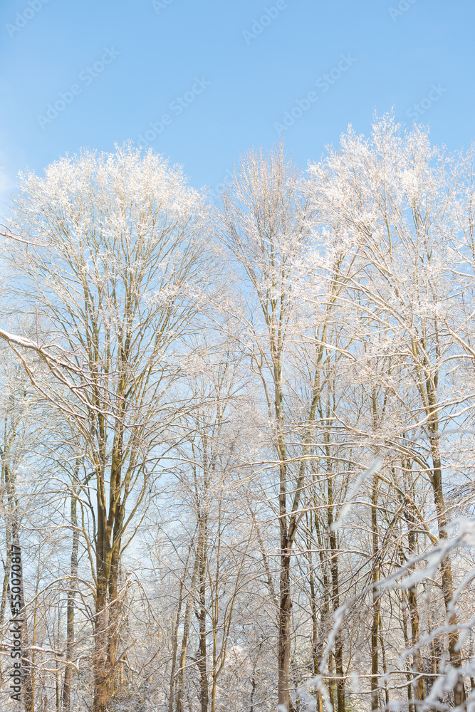 Tall trees covered in snow with blue sky at top Tall trees covered in snow with blue sky at top