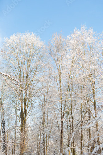 Tall trees covered in snow with blue sky at top