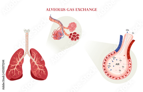 Alveolus gas exchange in lungs scheme