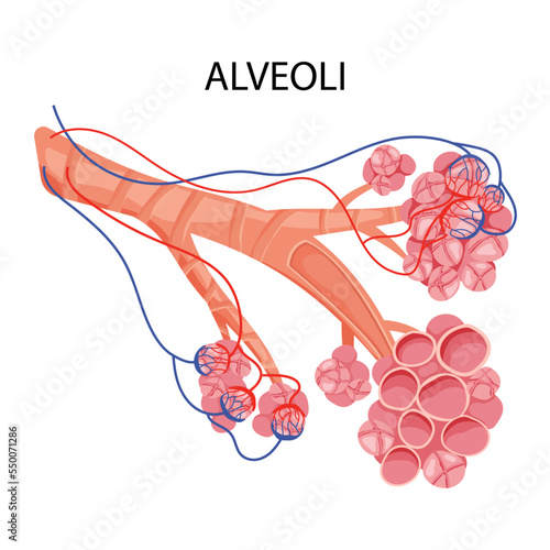 Pulmonary alveoli structure with capillaries
