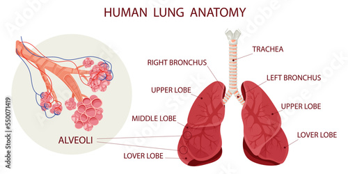 Alveoli with vessels in lungs