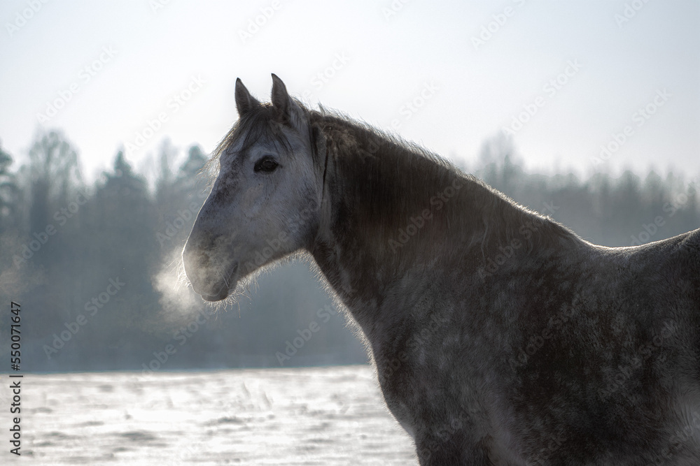 Gray horse nose outside in the winter. Close up of the whiskers in ice.
