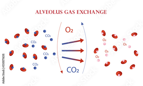 Oxygen and carbon dioxide exchange scheme in alveoli scheme