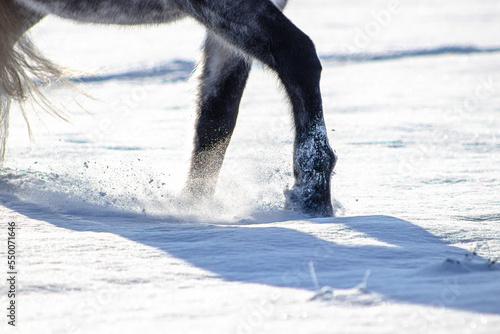 Horse wandering through the snow. Close up of fluffy fron feet in the deep snow in the shadow.