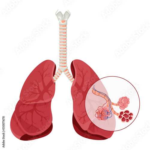 Lungs anatomy with detailed alveolus structure