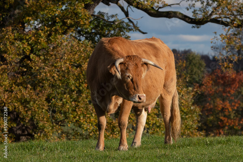 Braune Kuh mit Hörnern auf der Weide im Herbst. © Lars Gieger
